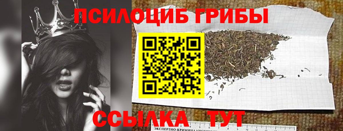 Сунжа  Псилоцибиновые грибы Cubensis  Вход с VPN 